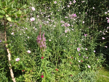 zomerbeplanting